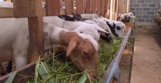 Raup Omzet Hingga Rp150 Juta dari Usaha Peternakan Domba