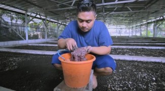 Prospek Bisnis Menjanjikan Budi Daya Cacing Tanah