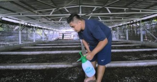 Tips Memulai Usaha Budi Daya Cacing Tanah