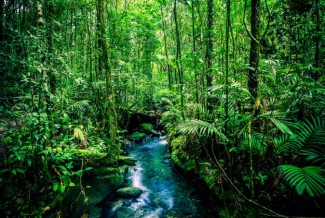 5 Manfaat Treking ke Hutan, Bisa Jadi Resolusi Anti Mainstream di 2022