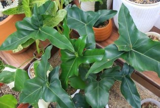 Nilai Ekspor Capai USD10,77 Juta, Pasutri Ini Berhasil Usaha Tanaman Hias