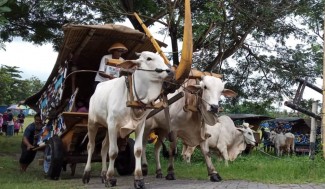 Menelusuri Desa Wisata Sembari Numpak Gerobak Sapi di Bantul