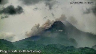 Merapi Bergolak, Muntahkan Awan Panas Sejauh 1,8 Km
