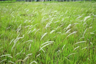 Pemerintah Cabut Izin HGU Perkebunan Seluas 34.448 Hektar