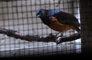 Potensi Menjanjikan Ternak Murai Batu, Rp8 Juta per Ekor