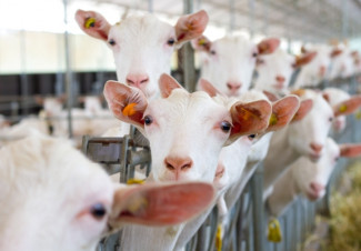 Tips Kembangkan Usaha Peternakan Domba, Ikuti Tren 2022