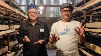 Potensi Bisnis Ternak Puyuh di Indonesia Sangat Menjanjikan