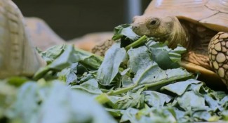 Auto Sultan, Pria Jakbar Ini Sukses Ternak Kura-kura Sulcata