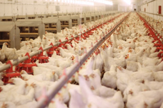 Alhamdulillah, Panen Perdana Balai Ternak Hasilkan 30.638 Ayam