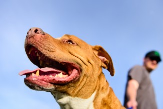 5 Alasan Anjing Menggonggong, Tanda Bahagia hingga Peringatan