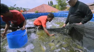 Peluang Bisnis Budidaya Ikan Nila, Pasar Ekspor 12,29 Ribu Ton