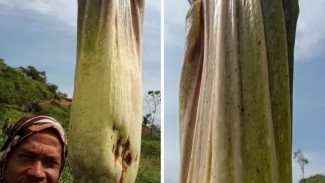Bunga Bangkai Raksasa Tumbuh di Kebun Kopi Warga, Tinggi 3 Meter