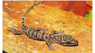 BRIN Temukan Cecak Papeda, Spesies Baru dari Maluku