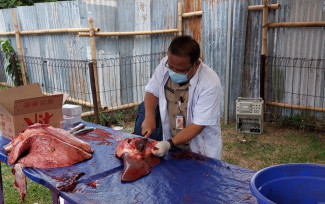 Pakar UGM: Sapi Terjangkit Wabah Lumpy Skin Tak Layak Konsumsi