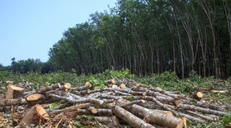 Menteri KLH Klaim Pemerintah Berhasil Kurangi Deforestasi Secara Konsisten