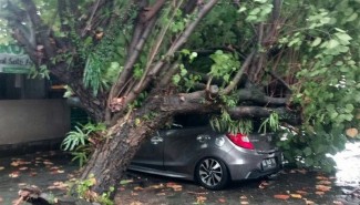 Hujan Disertai Angin Kencang Terjang Sleman, Sejumlah Pohon Tumbang Menimpa Rumah Warga