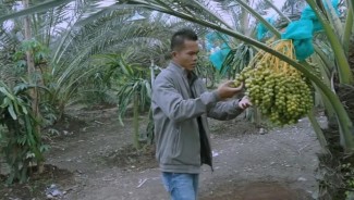 Potensi Bisnis Kurma Jadi Angin Segar bagi Petani Indonesia