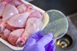 Seluk Beluk Salmonella, Penyebab Infeksi hingga Cara Pencegahan