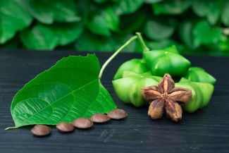 Sacha Inchi, Si Kacang Gunung yang Kaya Manfaat dan Bernilai Ekonomis Tinggi