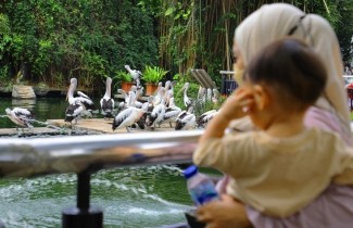 Liburan ke Ragunan Yuk, Ada Atraksi Feeding Time Ketupat
