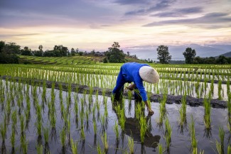 Data BPS: Sektor Pertanian Serap Lapangan Kerja Tertinggi di Tahun 2022