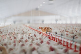 Serba-serbi Beternak Ayam Demi Hasilkan Hidangan Lezat