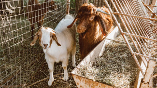 Hukum Jadi Broker Hewan Kurban, Ini Penjelasan Pakar Muamalah