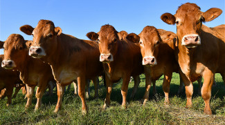 Wujudkan Hewan Ternak Sehat, Kementan Produksi Vaksin PMK