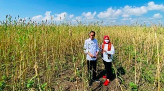 Pemerintah Kembangkan Potensi Tanaman Sorgum Sebagai Alternatif Bahan Pangan