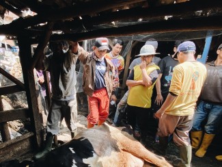 PMK Makin Darurat, Peternak Minta Pemerintah Gerak Cepat