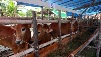 Hanya Dua Hewan Ini Boleh Dikurban secara Patungan