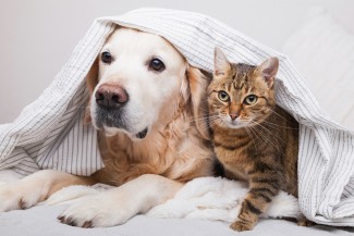 PMK Mewabah, Apakah Bisa Menular ke Kucing dan Anjing?