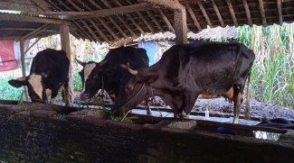 Wabah PMK Merebak, Peternak Sapi Berharap Kompensasi dari Pemerintah