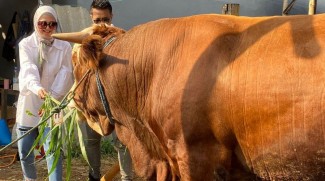 Delia Septianti Pastikan Sapi Kurban Dagangannya Bebas PMK