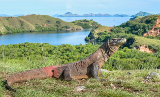 Harga Tiket Masuk Rp3,75 juta, Ini Penjelasan Pengelola TN Komodo