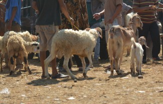 Bolehkah Seorang Non-Muslim Ikut Berkurban?