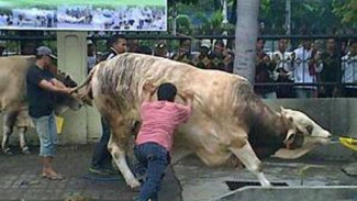 Ini Syarat Alat Sembelih Hewan Kurban Sesuai Syariat