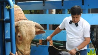 Sapi Kurban Irfan Hakim Wisanggeni, Beratnya Mencapai 1,3 Ton
