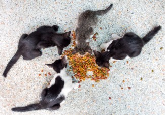 Agar Tak Berujung Sampah, Ini Tips Beri Makan Kucing Liar