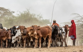Baitul Wakaf Salurkan Hewan Kurban hingga ke Afrika
