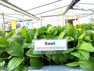 Produktif dan Menghasilkan, Masjid At-Taqwa Kembangkan Kebun Hidroponik