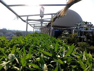 Krisis Pangan di Depan Mata, Ini yang Harus Dilakukan Rumah Tangga