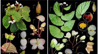 BRIN Temukan 2 Spesies Baru Begonia Asal Kepulauan Maluku