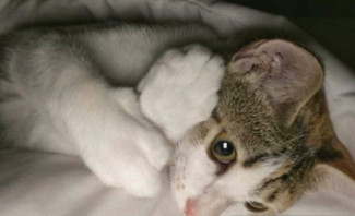 Kucing Kesayangan Nabi SAW, Dinamai Muezza dan Sangat Penurut