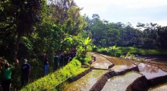 Menikmati Indahnya Persawahan Kiai Aliyan di Desa Wisata Widosari