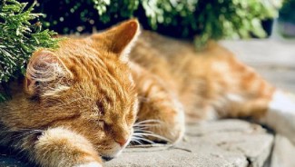 Viral, Jenderal TNI Tembaki Sejumlah Kucing Liar di Sesko TNI