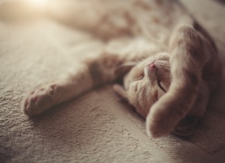 Jenderal TNI Tembaki Kucing hingga Mati, Bagaimana Hukumnya dalam Islam?