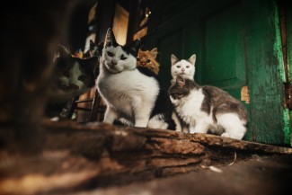 Selamatkan Kucing Liar, Ini 4 Penampungannya di Jabodetabek