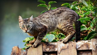 3 Fakta Soal Kucing, Hewan yang Disebut Punya 9 Nyawa