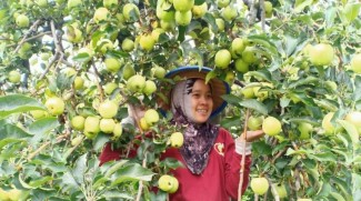 Desa Wisata Tulungrejo, Miliki Kebun Apel Terluas di Asia Tenggara